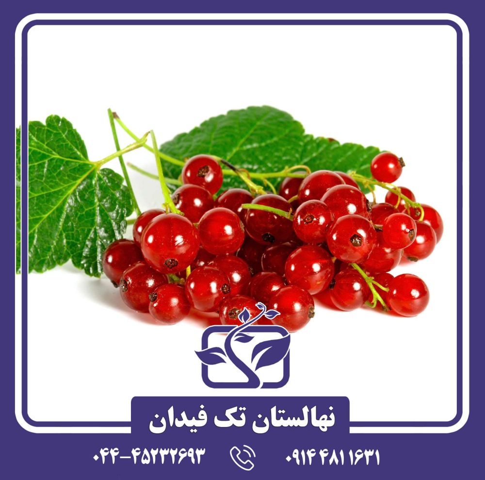 نهال انگور فرنگی پادشاه