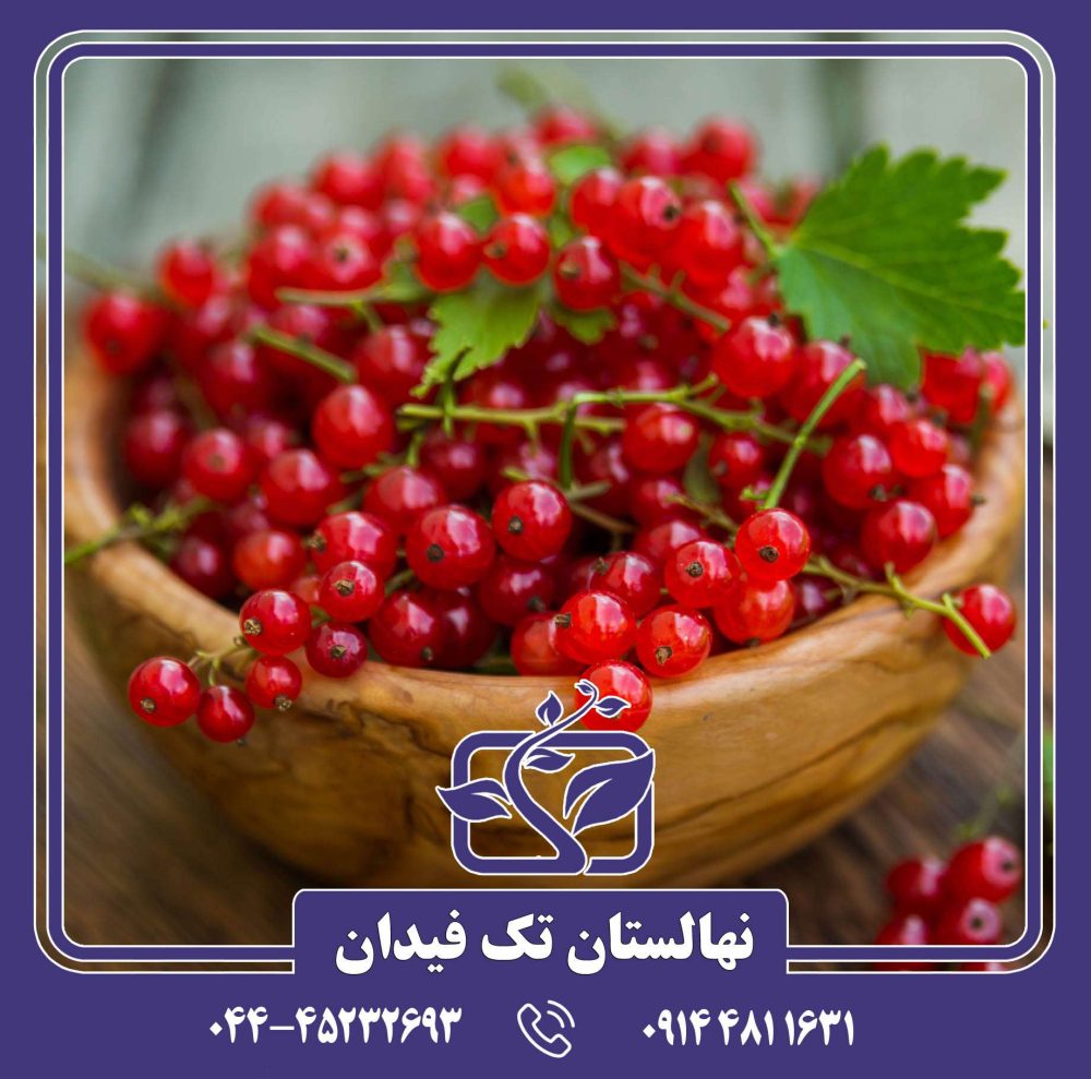 نهال انگور فرنگی پادشاه