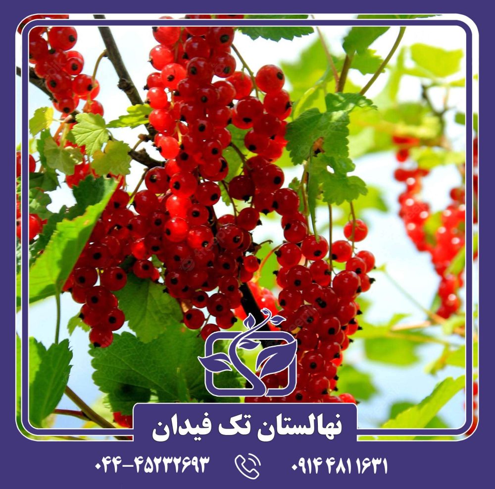 نهال انگور فرنگی پادشاه