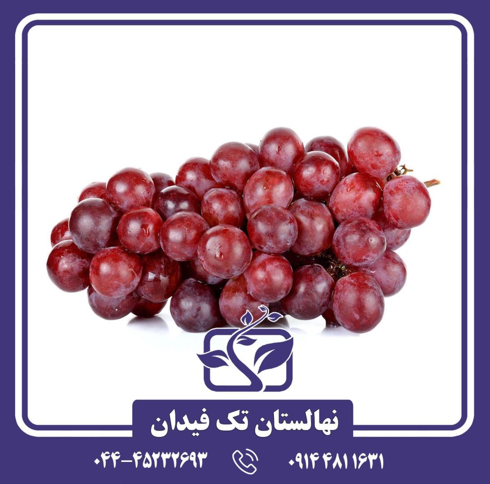 نهال انگور قرمز فرانسه