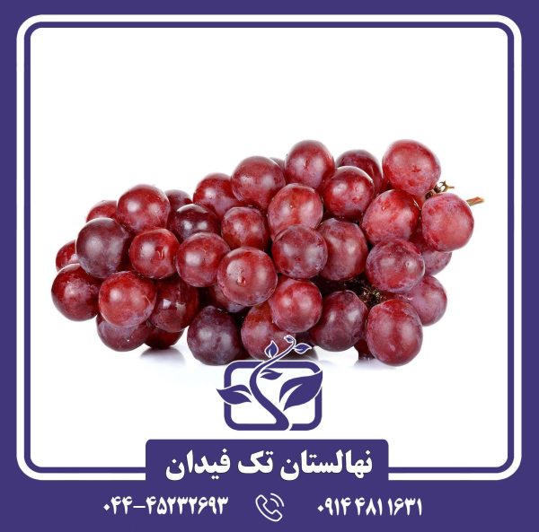 نهال انگور قرمز فرانسه