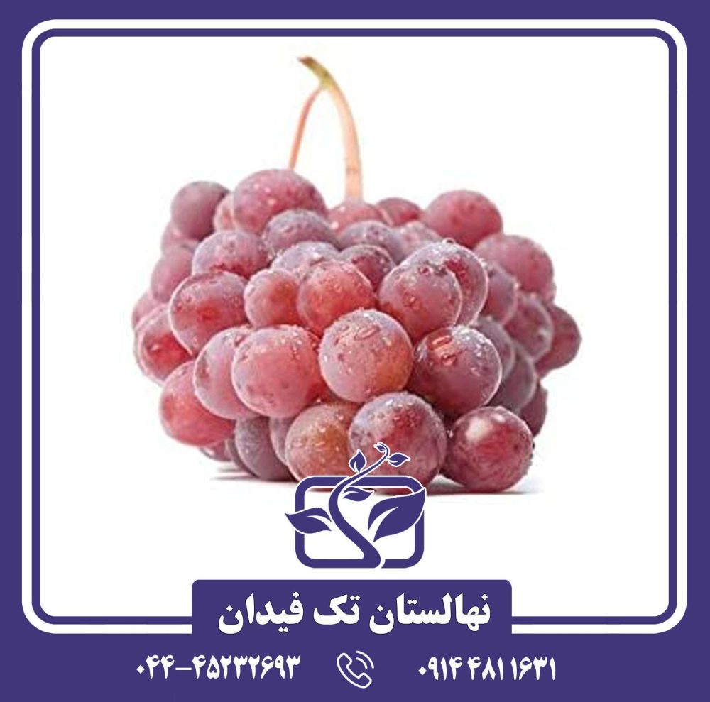 نهال انگور قرمز فرانسه