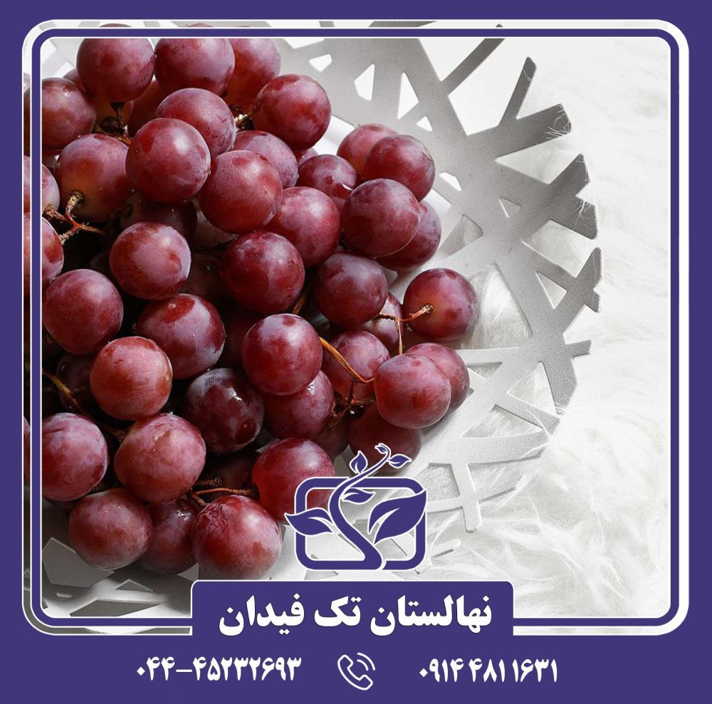 نهال انگور قرمز فرانسه