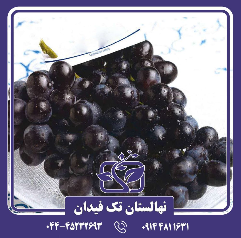 نهال انگور قره باغ