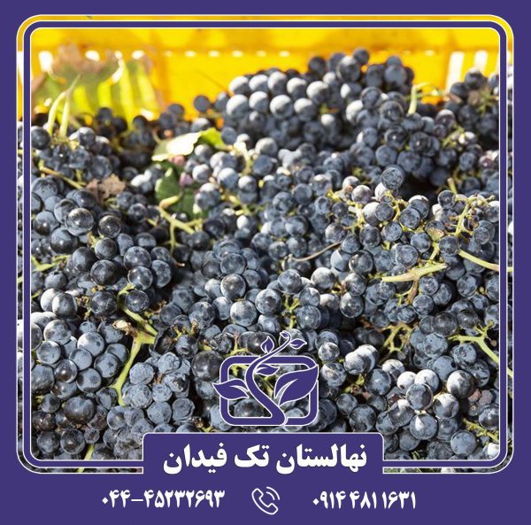 نهال انگور قره باغ