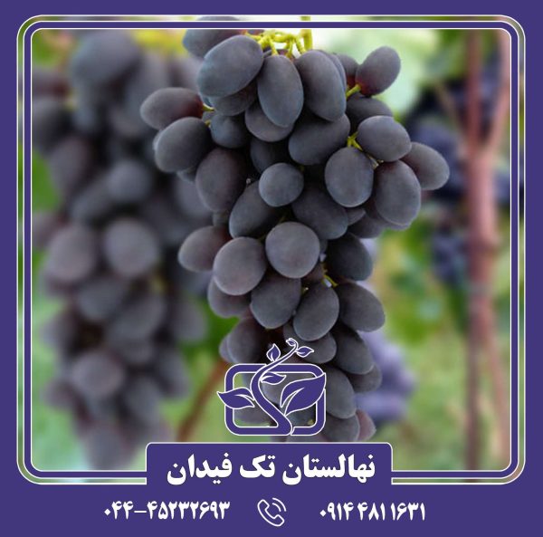 نهال انگور پاییز سلطنتی