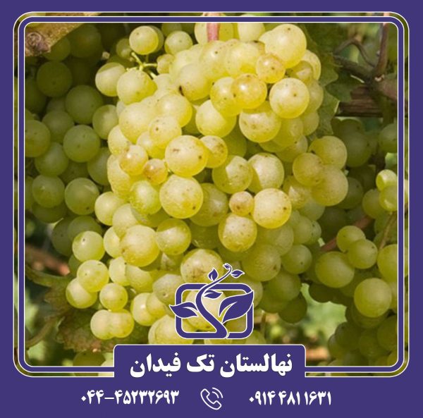 نهال انگور پرلت