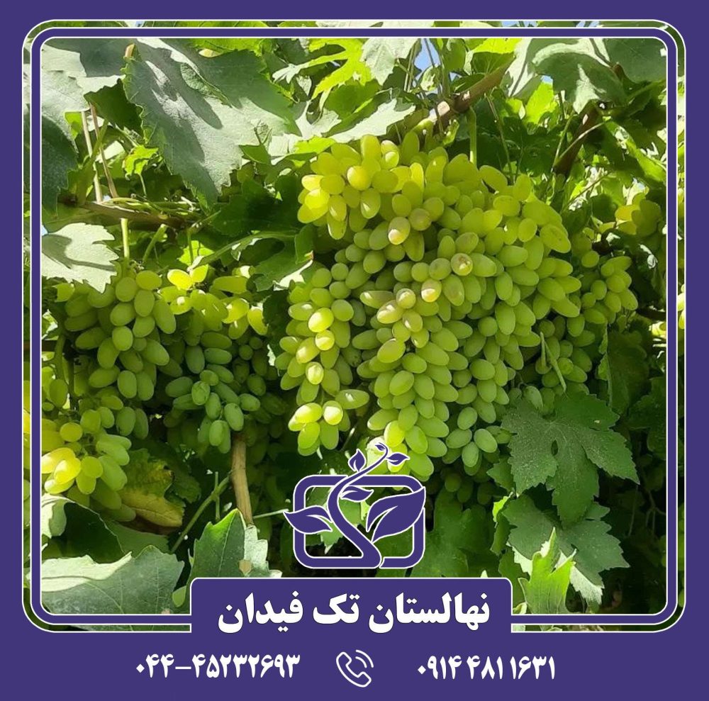 نهال پیکانی سفید