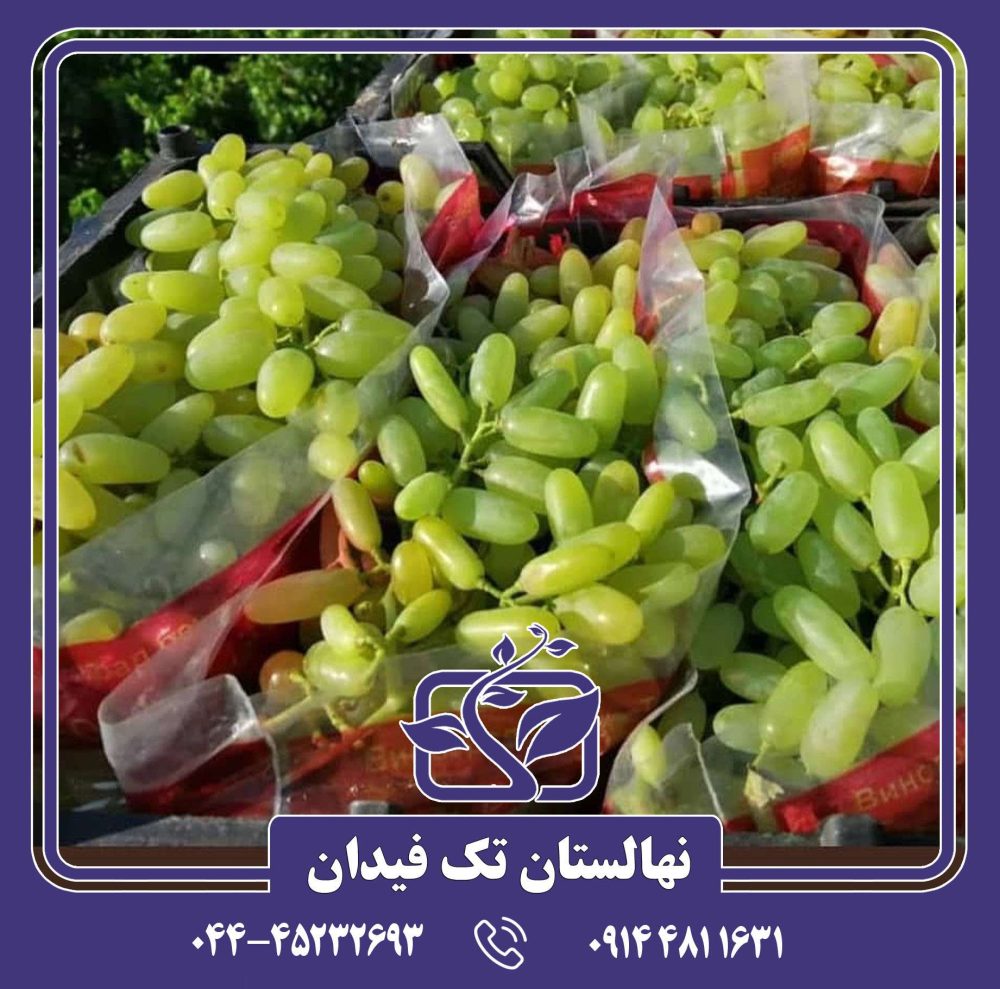 نهال پیکانی سفید