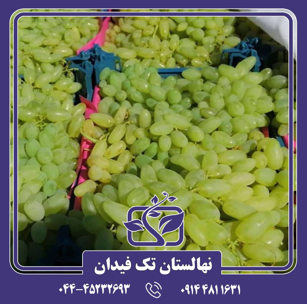 نهال پیکانی سفید