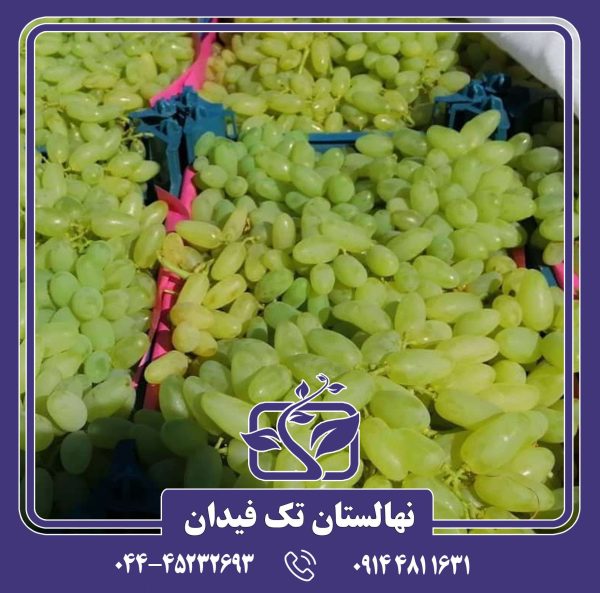 نهال پیکانی سفید