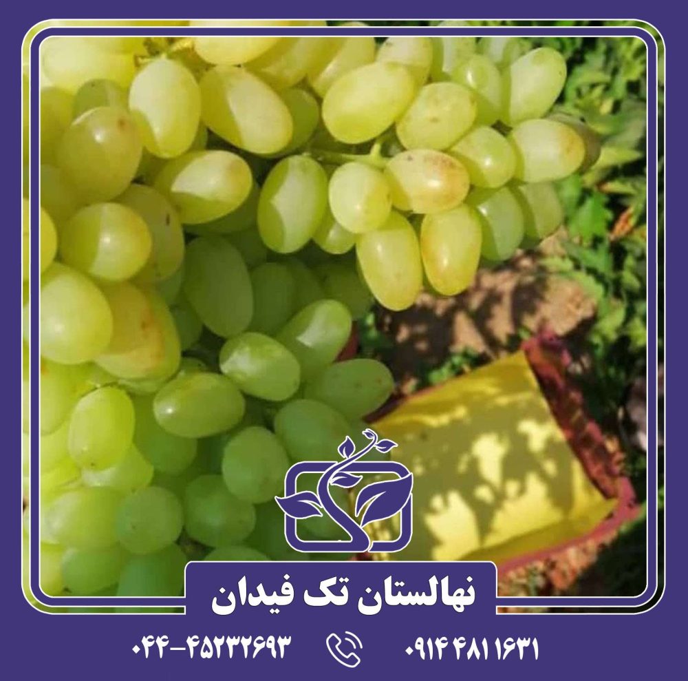 نهال پیکانی سفید