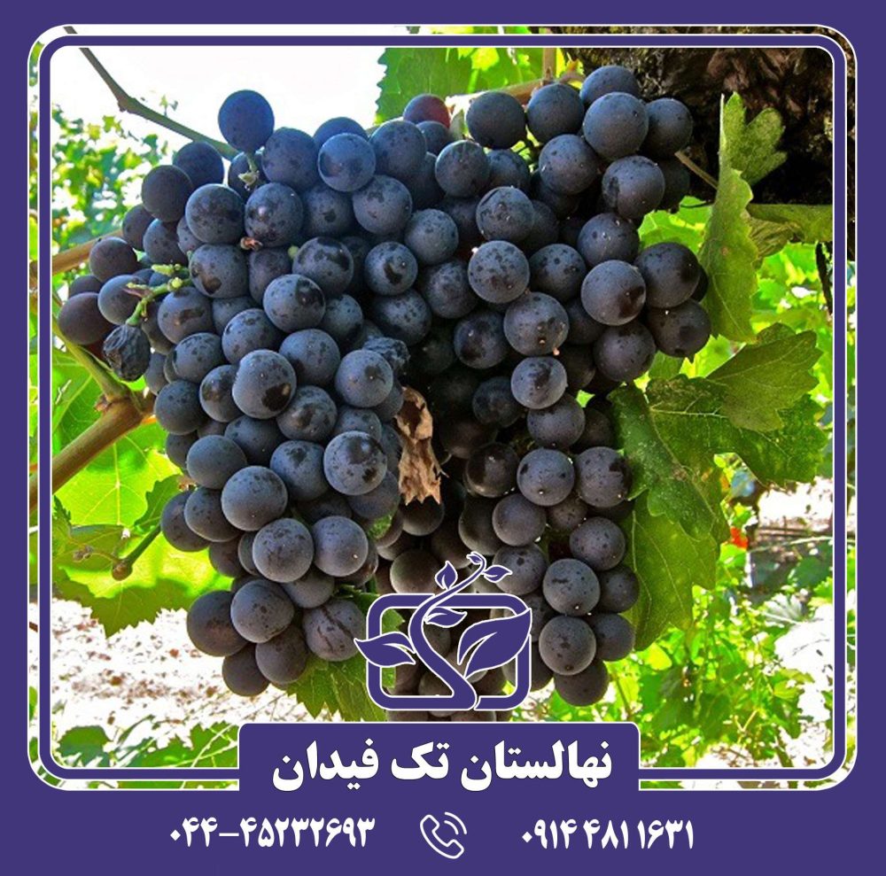 نهال پیکانی سیاه