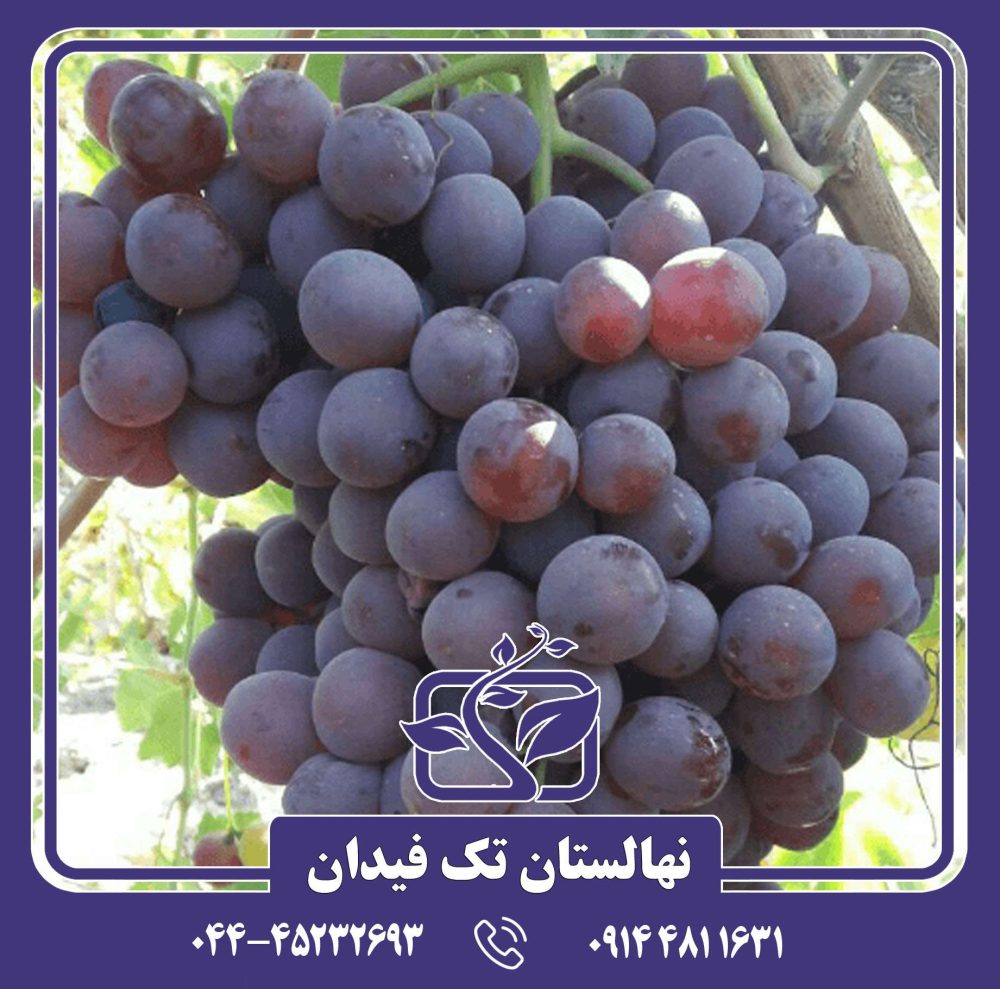 نهال پیکانی سیاه