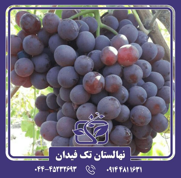 نهال پیکانی سیاه