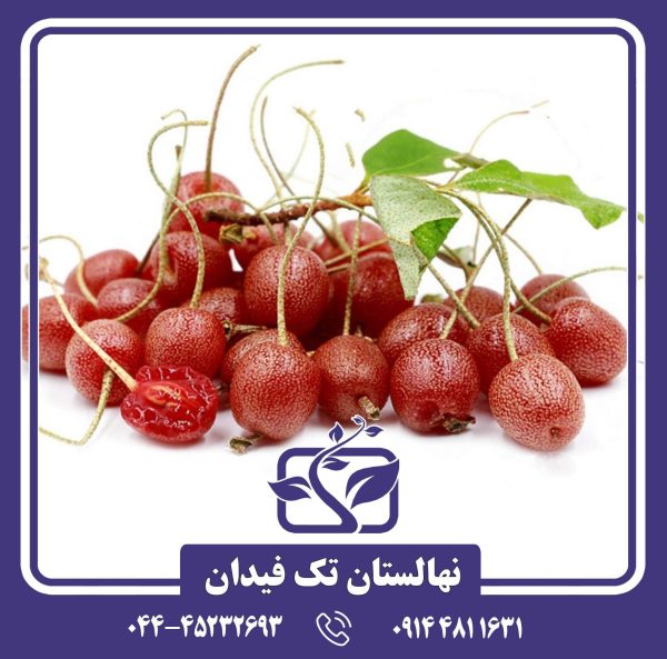 نهال انگور ژاپنی