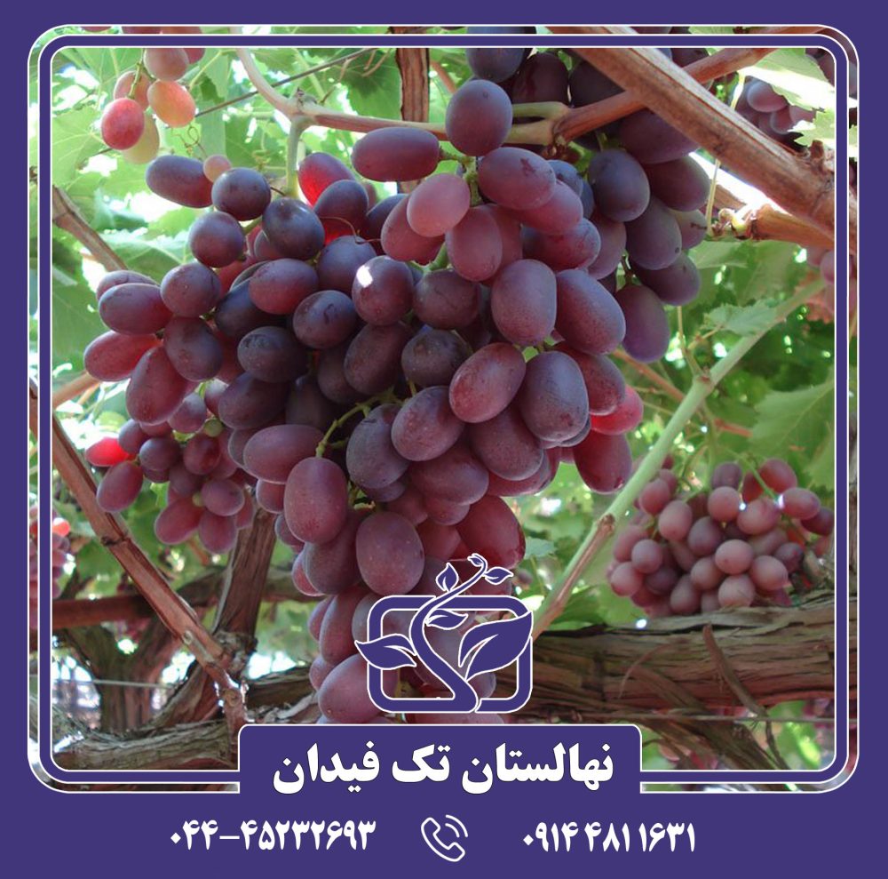 نهال انگور کریمسون سیدلس