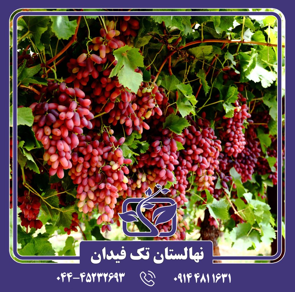 نهال انگور کریمسون سیدلس