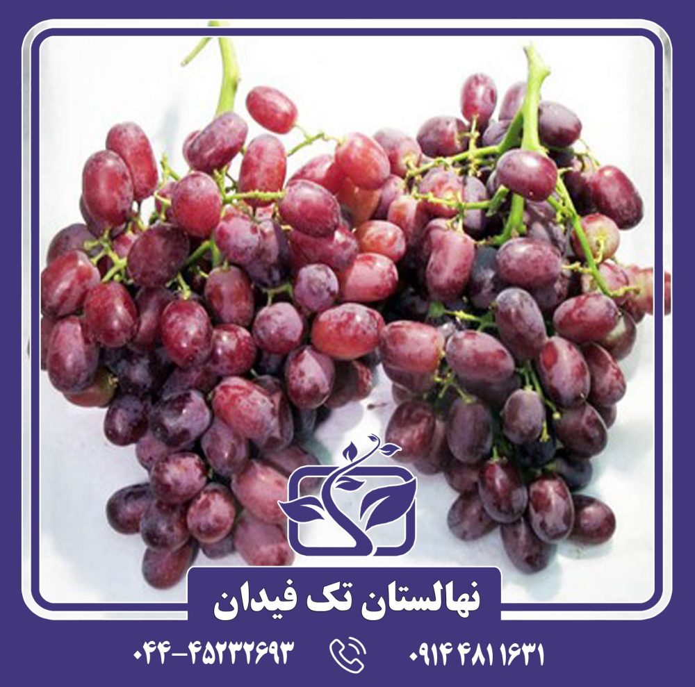 نهال انگور کریمسون سیدلس