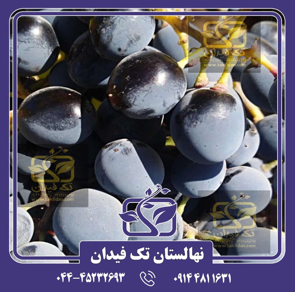 نهال انگور سیاه شرابی