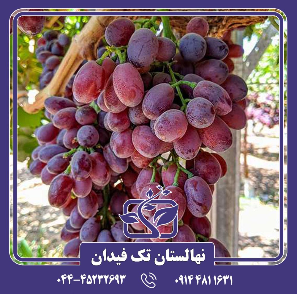نهال انگور کریمسون سیدلس
