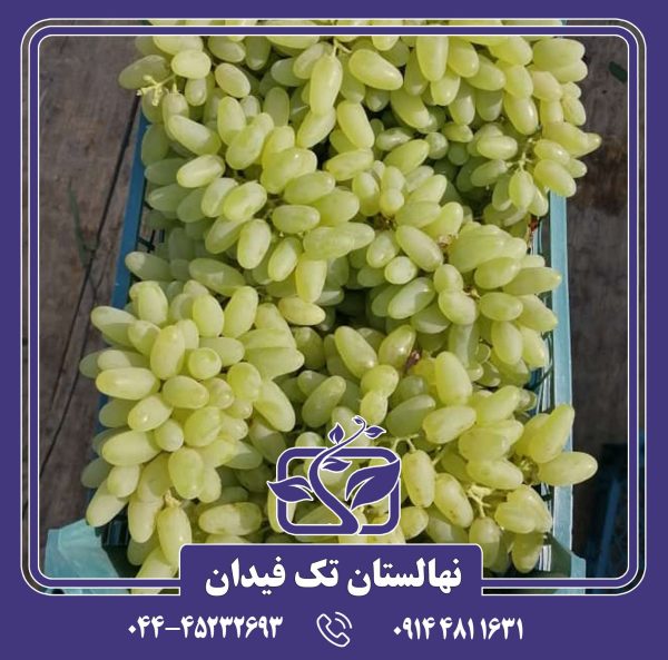 نهال انگور حسینی