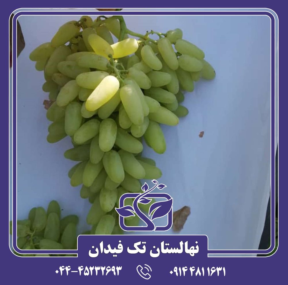 نهال انگور حسینی