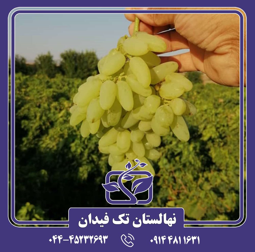 نهال انگور حسینی