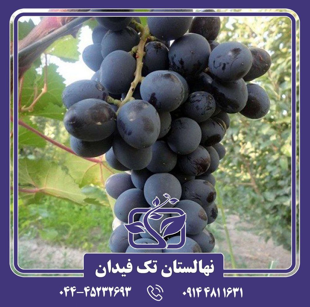 نهال انگور پیکانی سیاه
