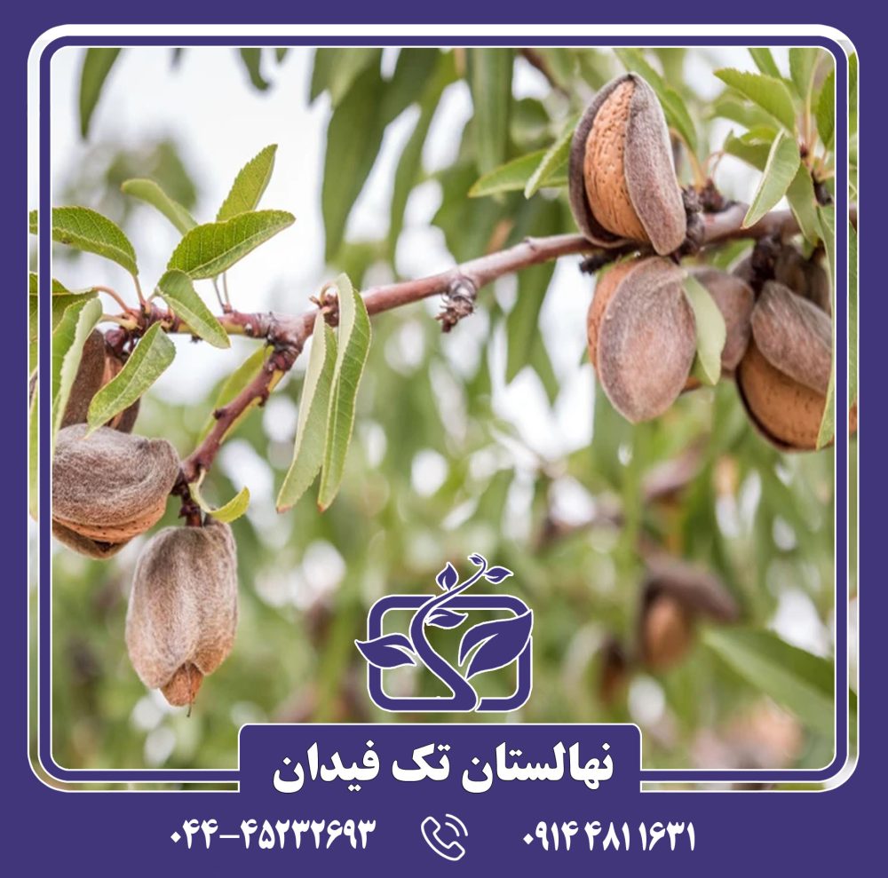 نهال بادام A200