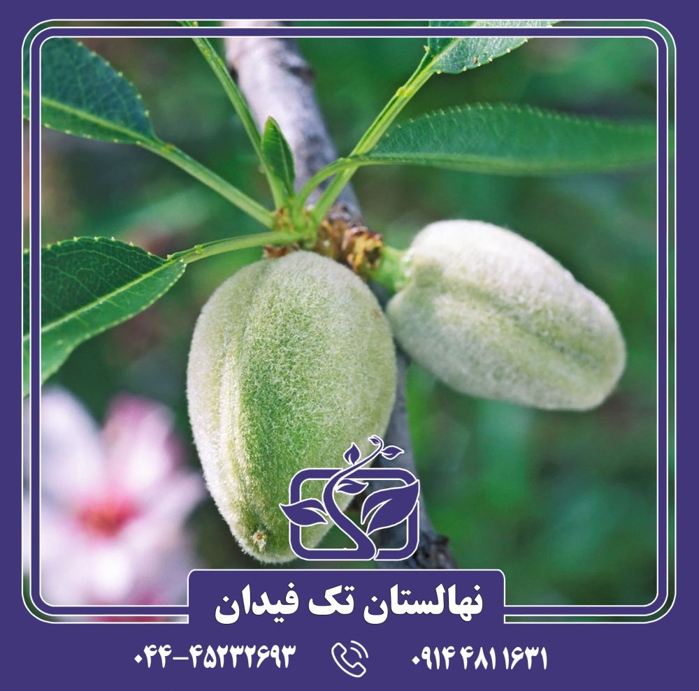 نهال بادام A230