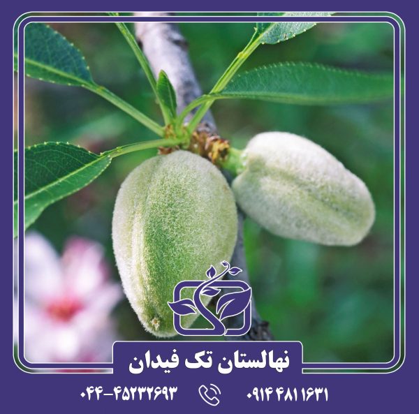 نهال بادام A230