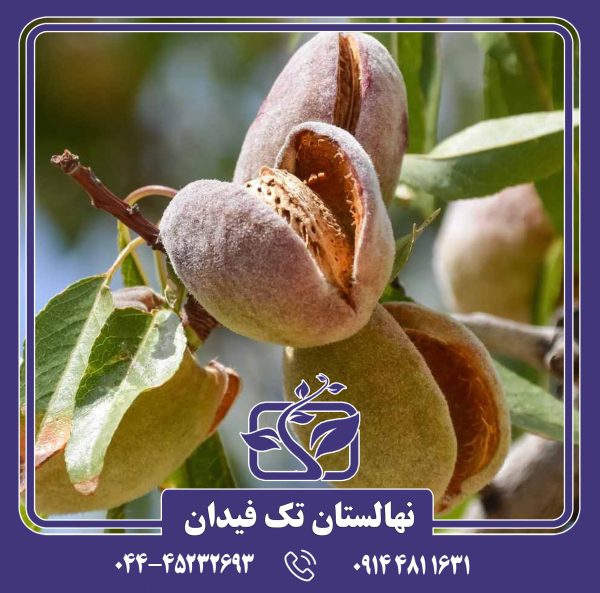 نهال بادام A200