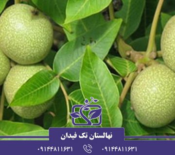 احداث باغ گردو