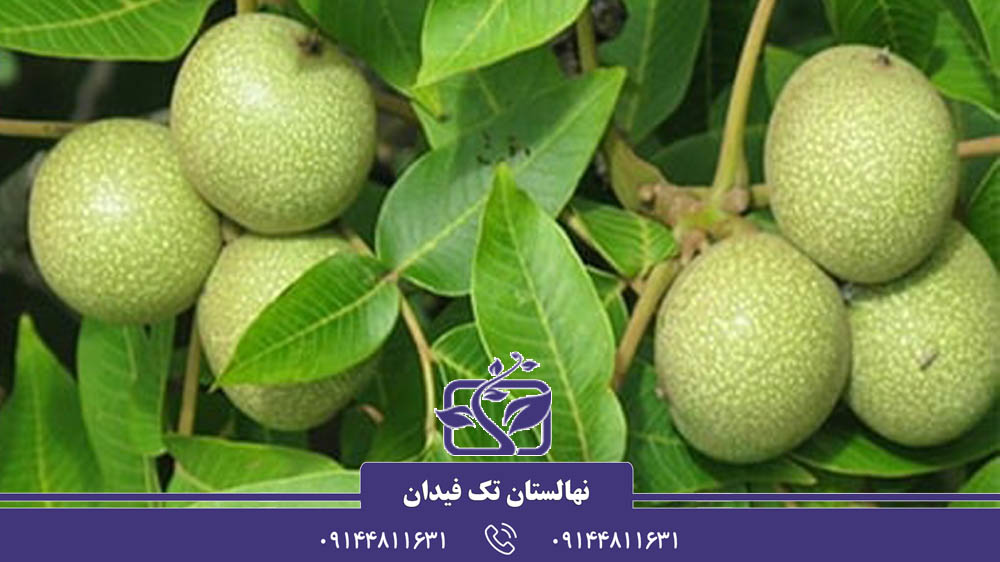 احداث باغ گردو