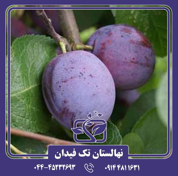 نهال آلو آوالون