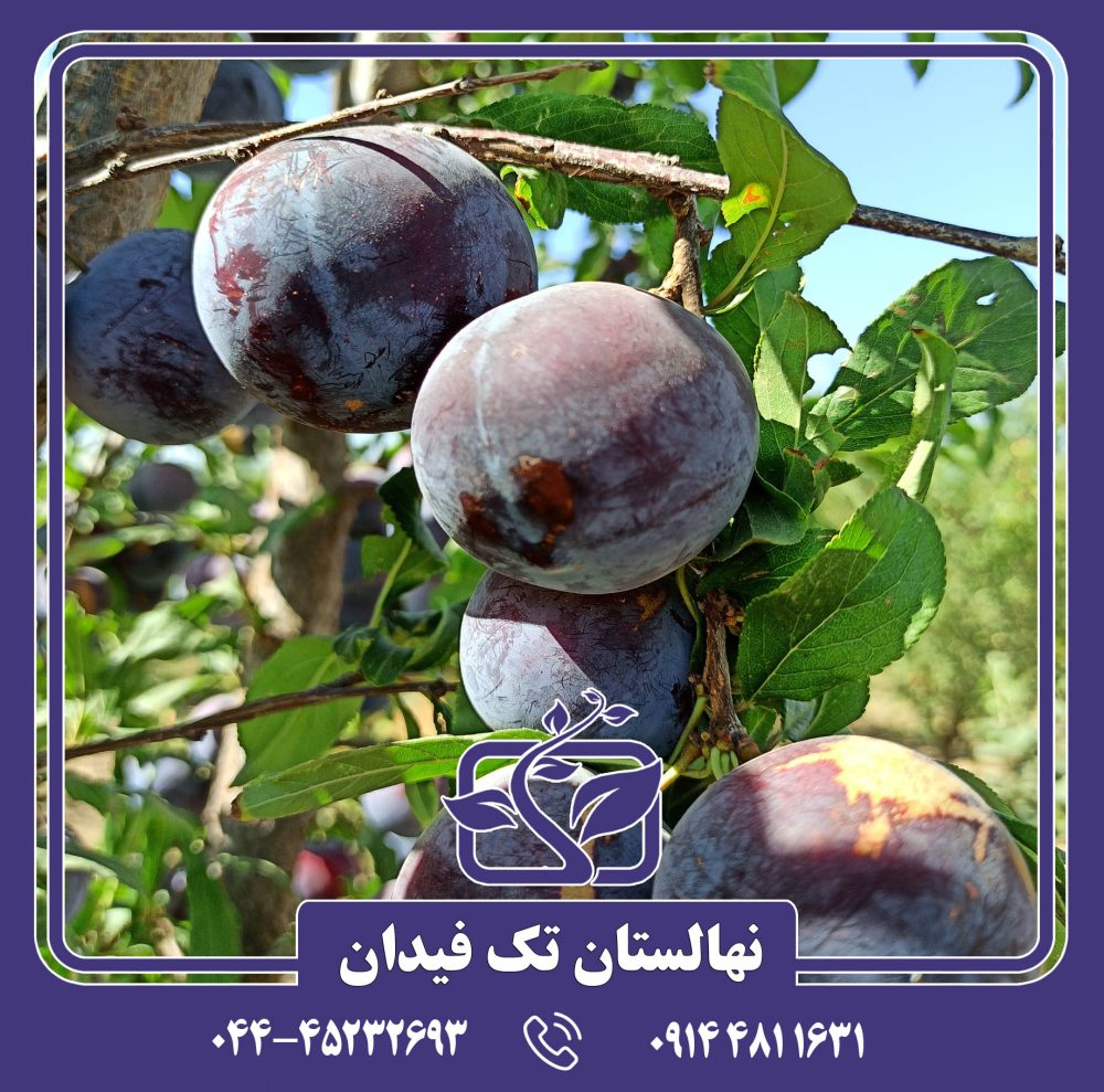 نهال آلو اختری