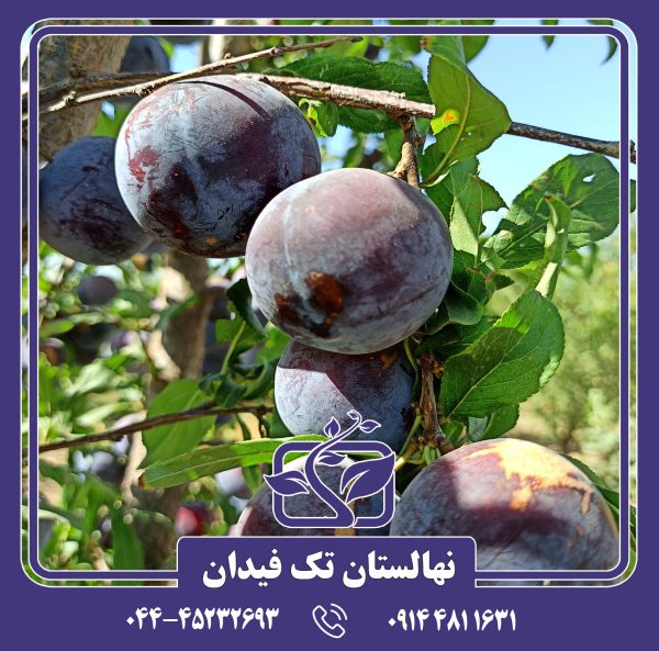 نهال آلو اختری