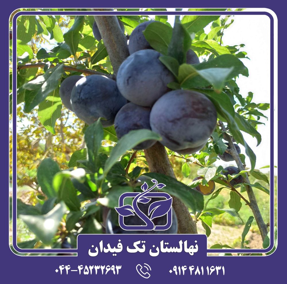 نهال آلو اختری