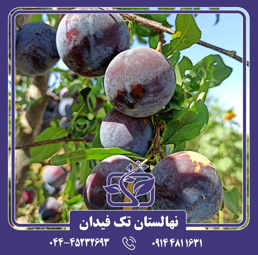 نهال آلو اختری