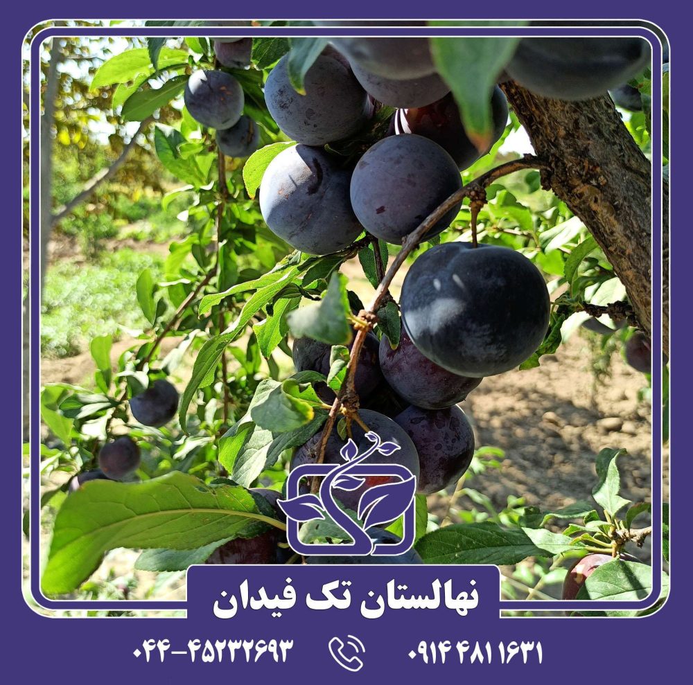 نهال آلو اختری