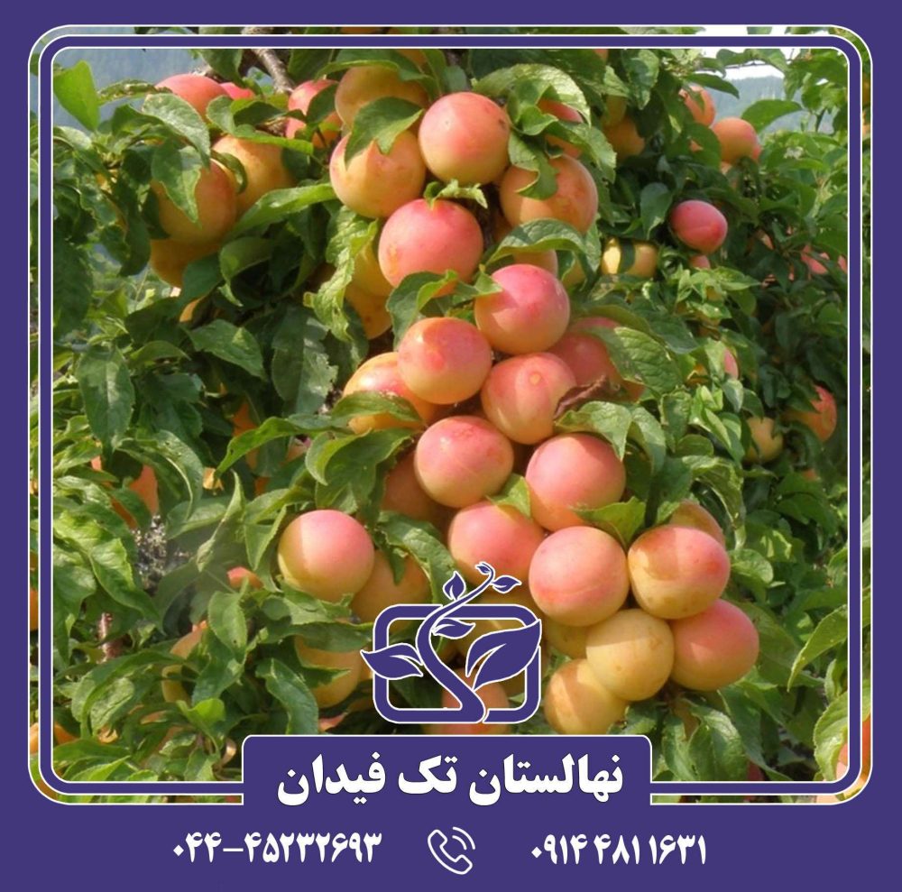 نهال آلو ارلی گلدن