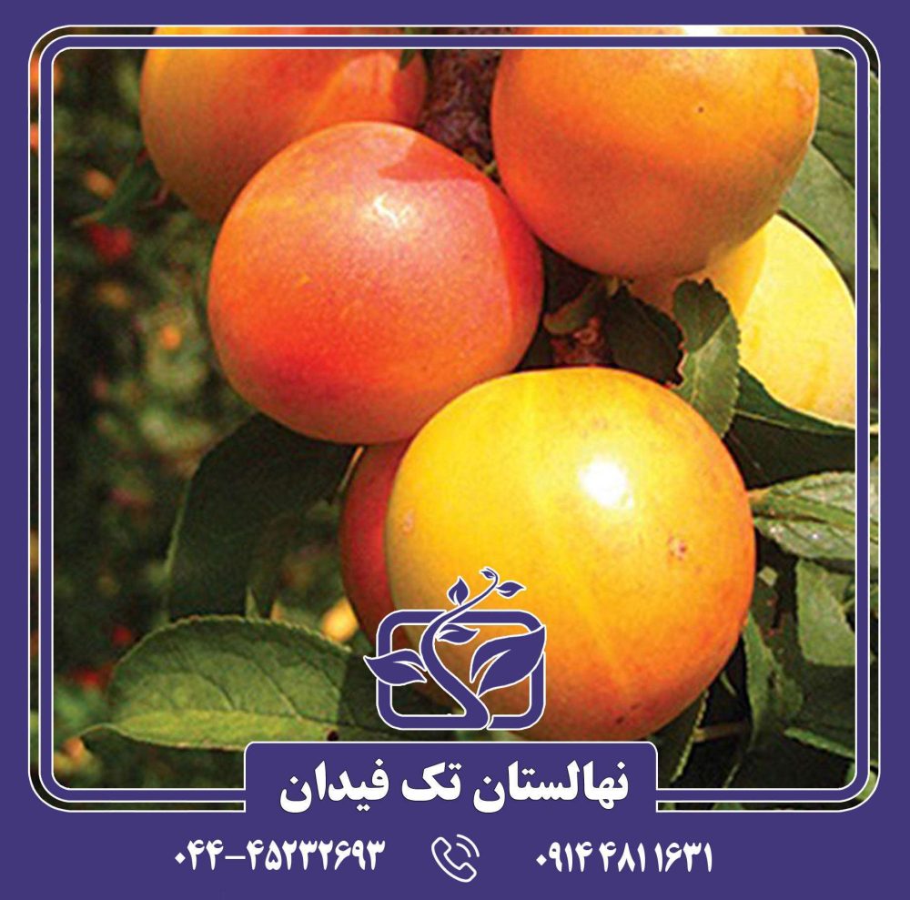نهال آلو ارلی گلدن