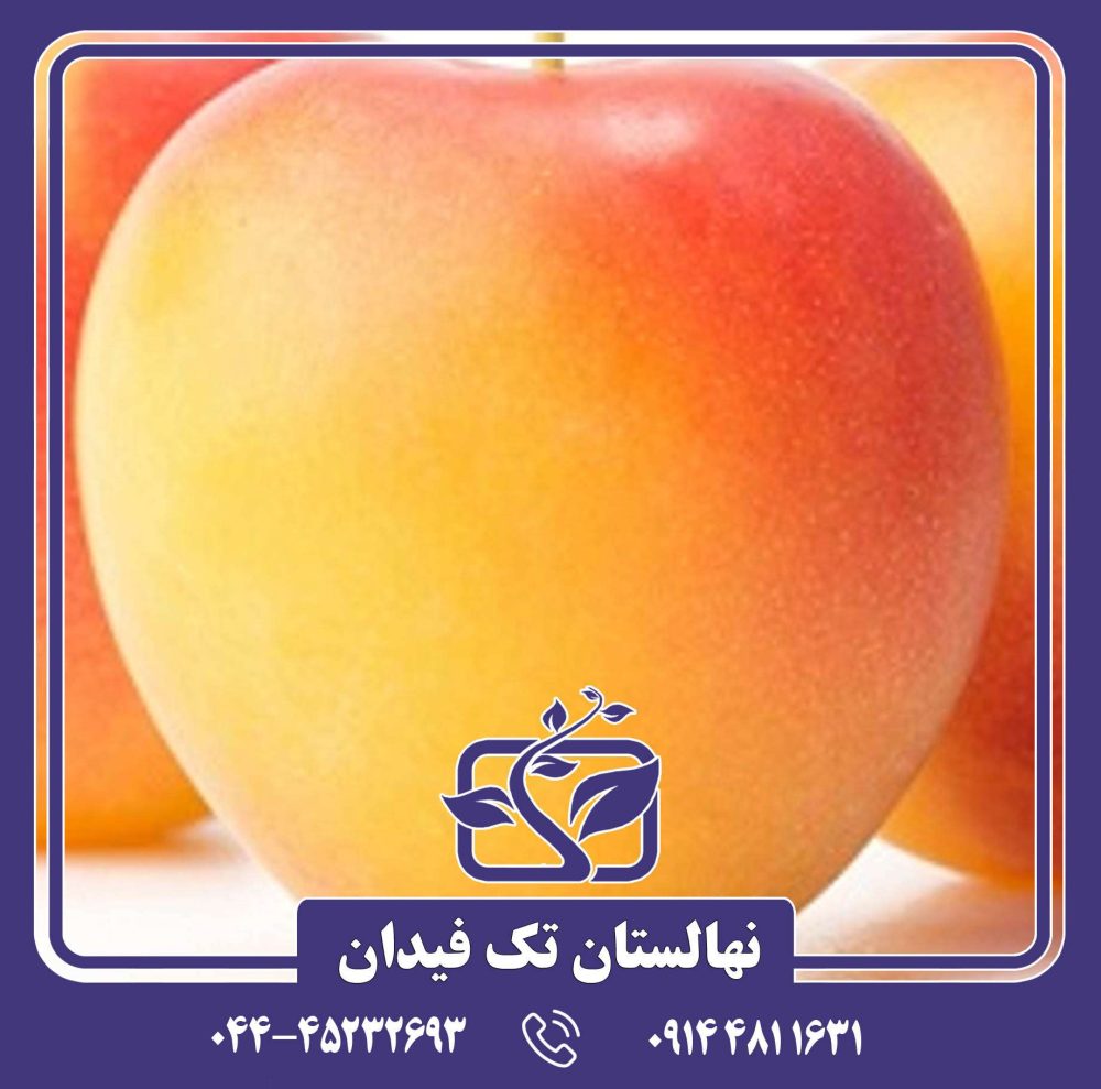 نهال آلو ارلی گلدن