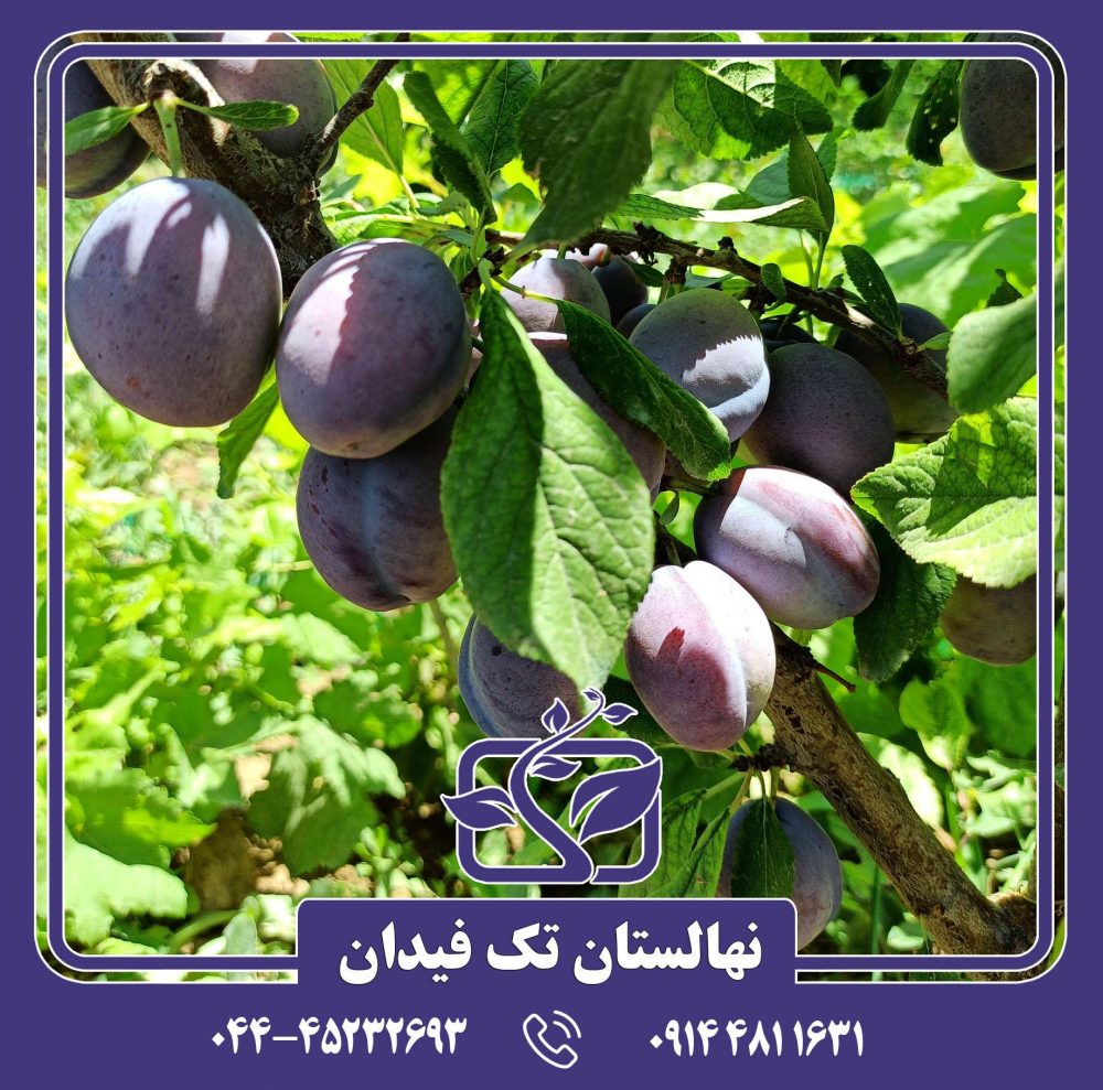 نهال آلو استنلی