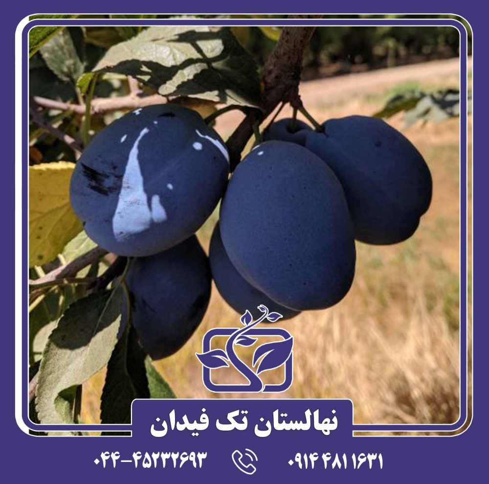 نهال آلو استنلی