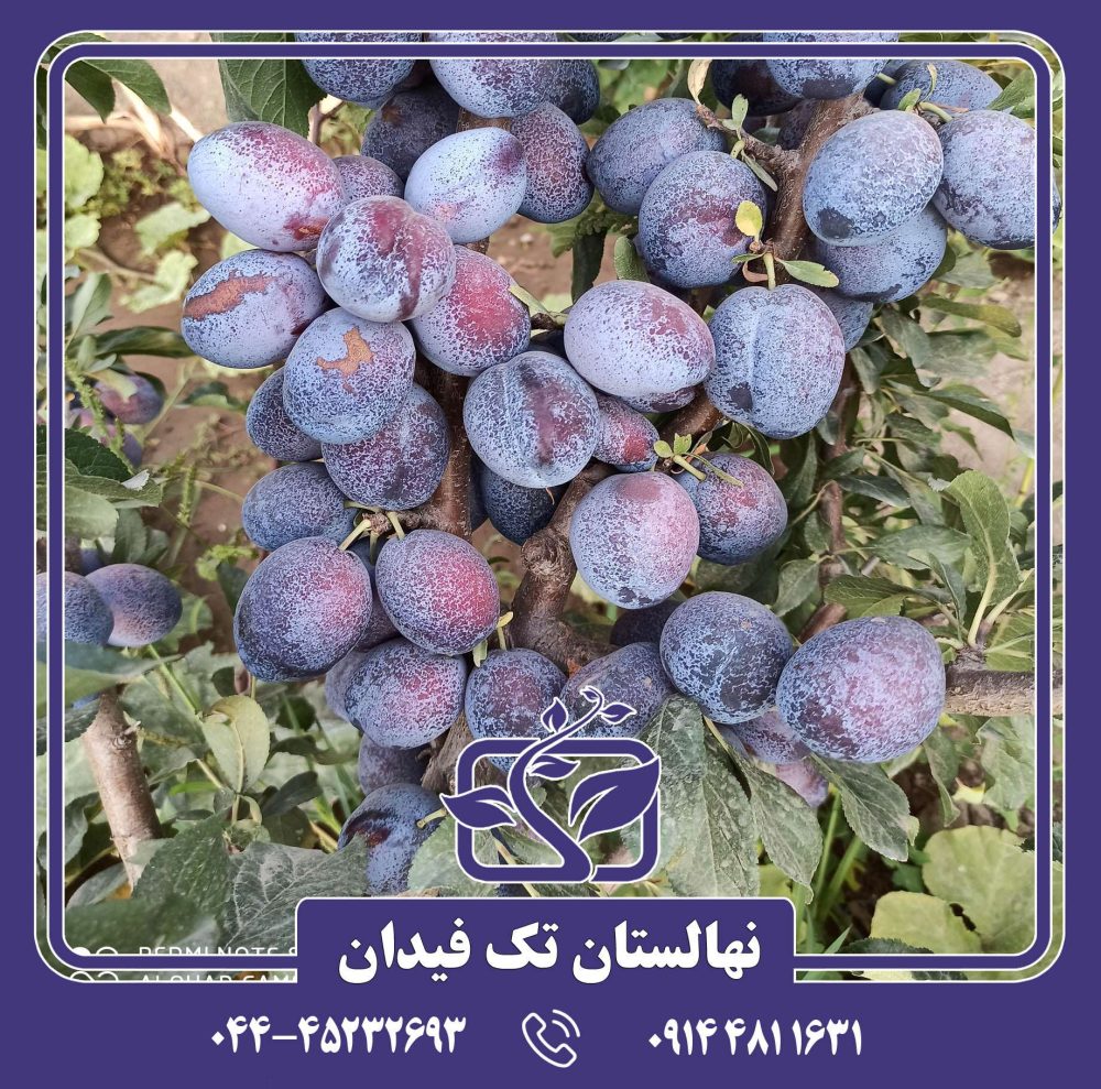 نهال آلو استنلی