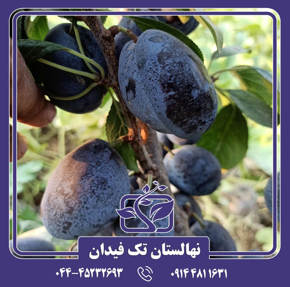 نهال آلو استنلی