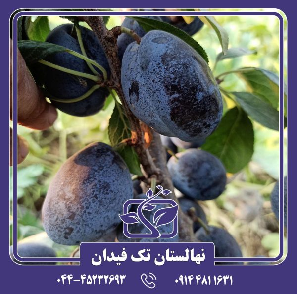 نهال آلو استنلی