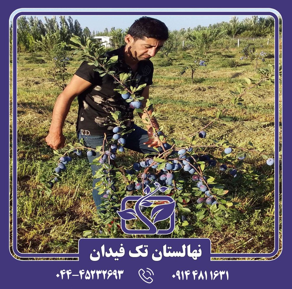 نهال آلو استنلی